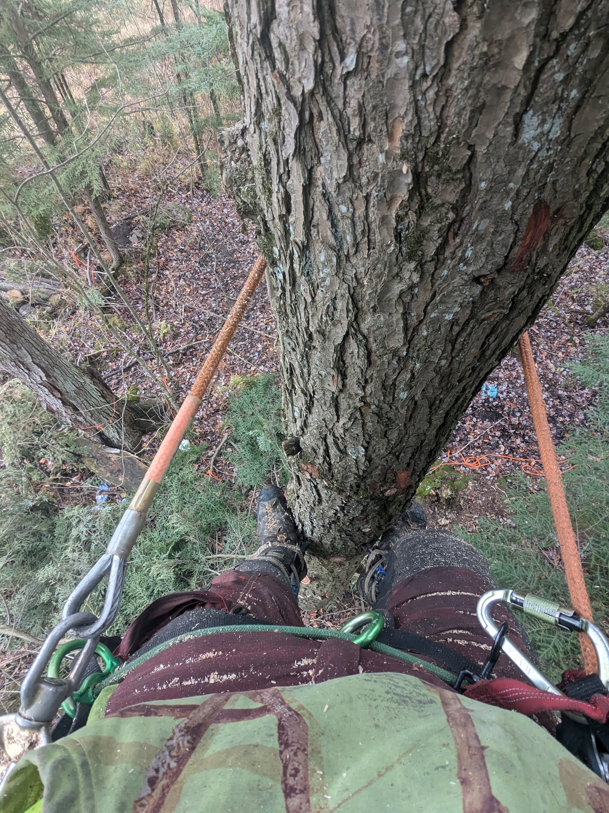 POV down the trunk with harness and ropes